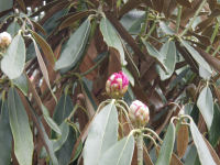 長九郎植栽しゃくなげ 長九郎植栽しゃくなげ