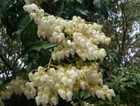 長九郎山アセビ 長九郎山アセビ