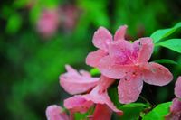 山ツツジ 山ツツジ