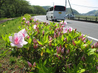 那賀バイパスのツツジ 那賀バイパスのツツジ