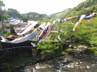 岩科八木山のこいのぼり 岩科八木山のこいのぼり
