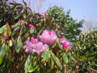 長九郎山シャクナゲ 長九郎山シャクナゲ