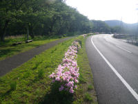 那賀バイパスつつじ 那賀バイパスつつじ
