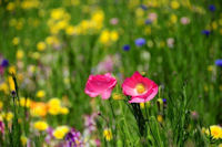 田んぼをつかった花畑 田んぼをつかった花畑