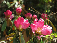 八瀬峠のシャクナゲ 八瀬峠のシャクナゲ