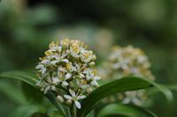 ミヤマシキミの花 ミヤマシキミの花