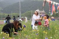 田んぼをつかった花畑無料花狩り