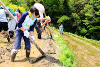 棚田くらぶアゼ塗り作業