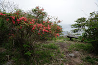雲見高通山の山つつじ