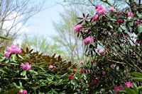 長九郎山八瀬峠のシャクナゲ