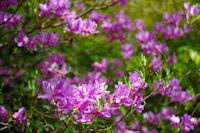 長九郎山のミツバツツジ