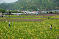 那賀花畑花摘み