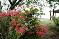 長者ケ原の山ツツジ