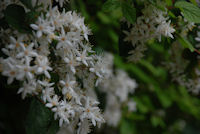 山や林に咲く花