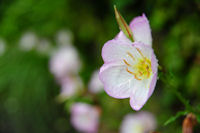 ヒルザキツキミソウ