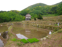 石部の棚田