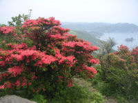 高通山のツツジ