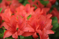 長者が原の山ツツジ