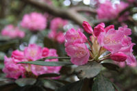 アマギシャクナゲ