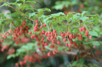 ドウダンツツジ