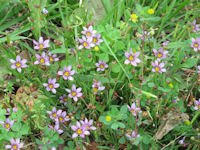 ニワゼキショウ