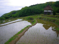 石部の棚田