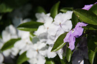 アメリカンジャスミン