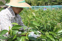 桜葉の収穫