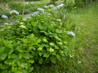 那賀バイパスのあじさい