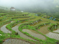 今日の石部棚田