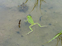 石部棚田の生き物たち