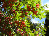 赤ドウダンツツジ