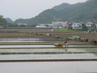中耕地の田植え