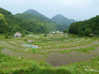 今日の石部棚田