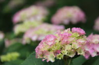 那賀バイパスのアジサイ