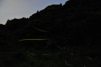 雲見地区のホタル