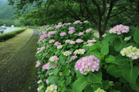 那賀バイパスのアジサイ