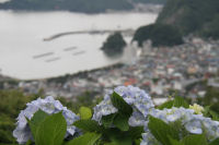 牛原山のアジサイ