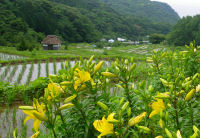 棚田のスカシユリ