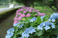 那賀バイパスのアジサイ