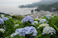 牛原山のアジサイ