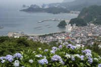 牛原山のアジサイ