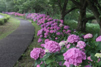 那賀バイパスアジサイ