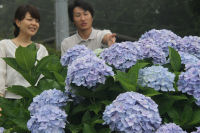 牛原山のアジサイ