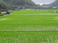 中耕地のイネ