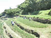 石部棚田の草刈り