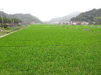 中耕地の稲が順調に育っています