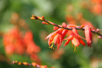 ヒメオウギスイセン