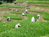 石部棚田の草刈り作業