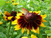 ルドべギアの花